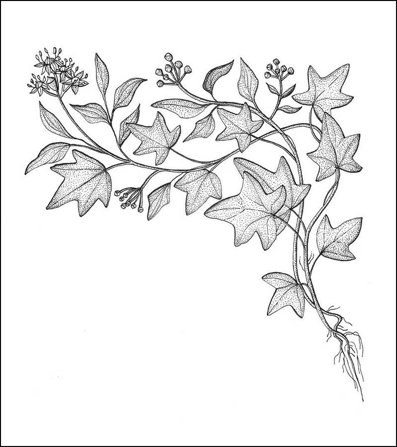 پیچک (عشقه)Hedera Helix پیچک (عشقه)Hedera Helix
